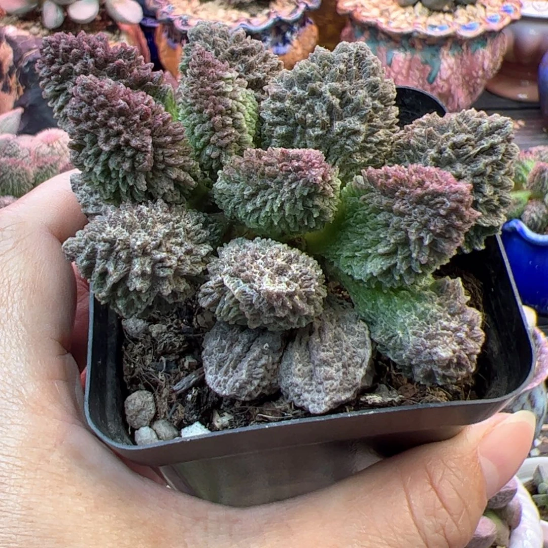 迎***端朱紫玉。