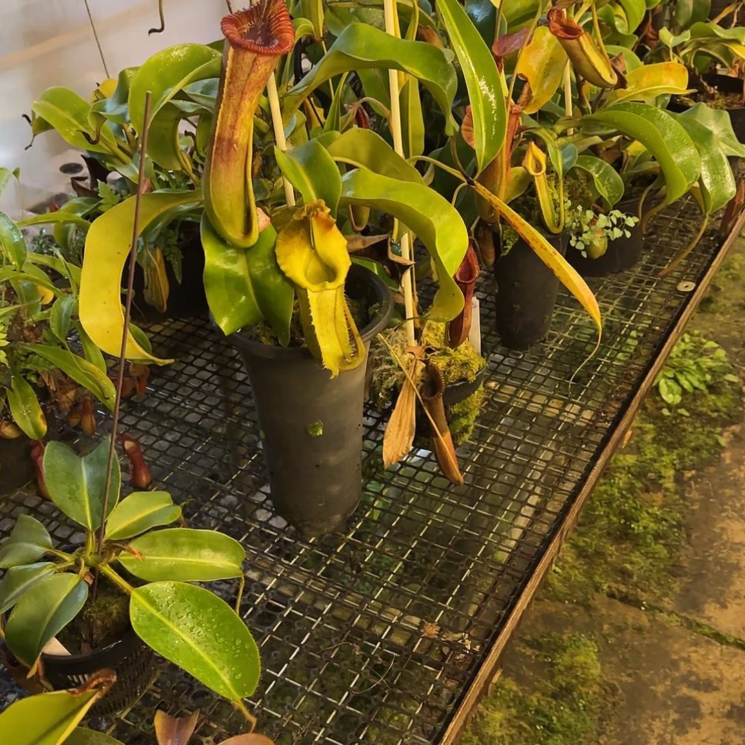 M***e无花朵专拍恶魔猪笼草