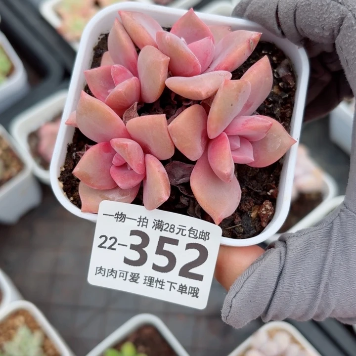 彩虹糖多肉无盆土发货多