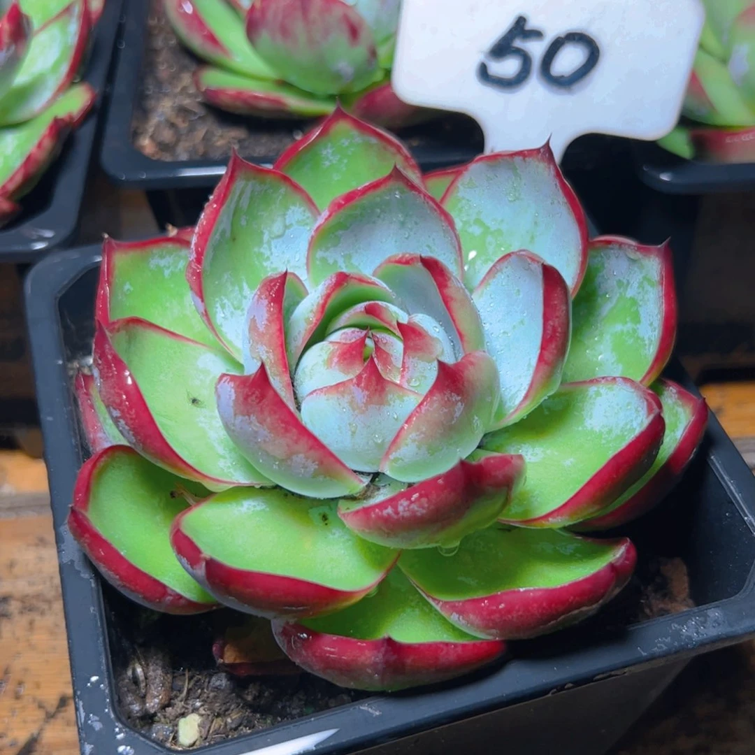 惊鸿仙子一物一拍50号