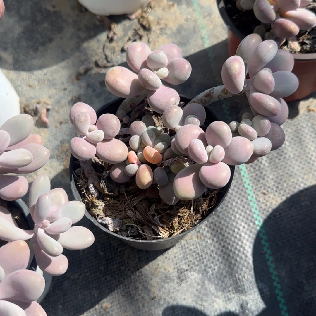 无花朵120桃蛋特价