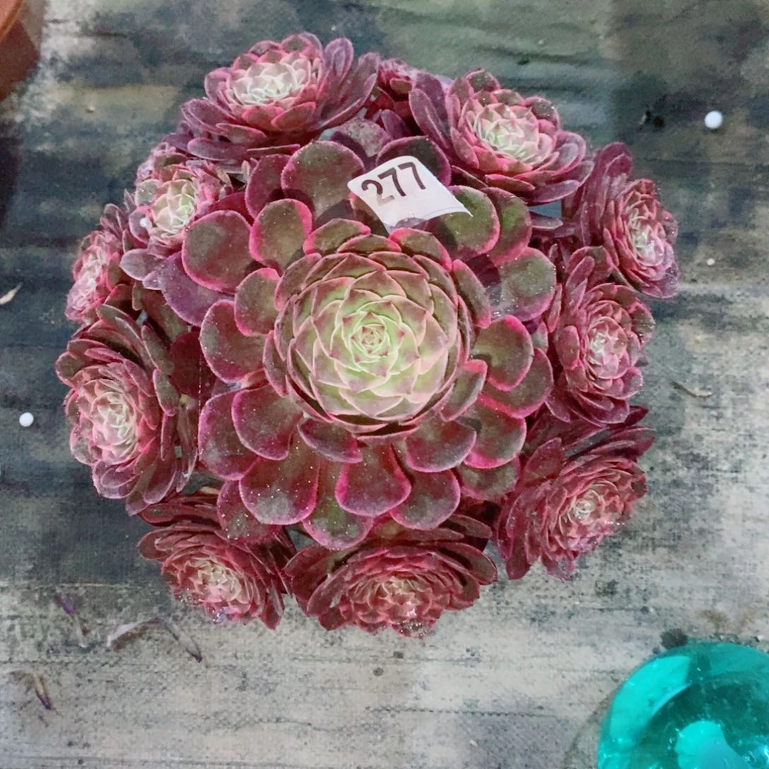 粉花夭2771多肉1111