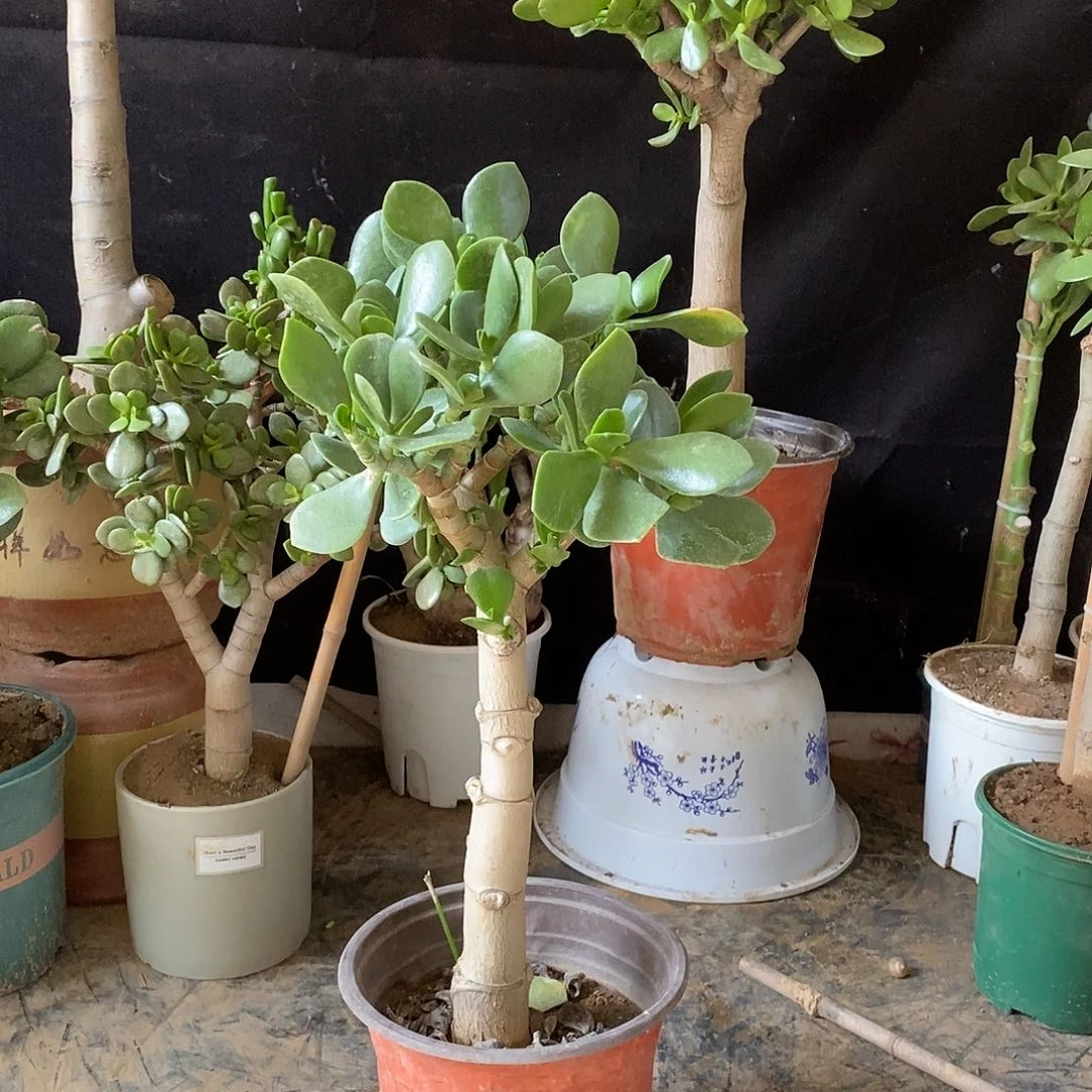 用****1青叶玉树一物一拍