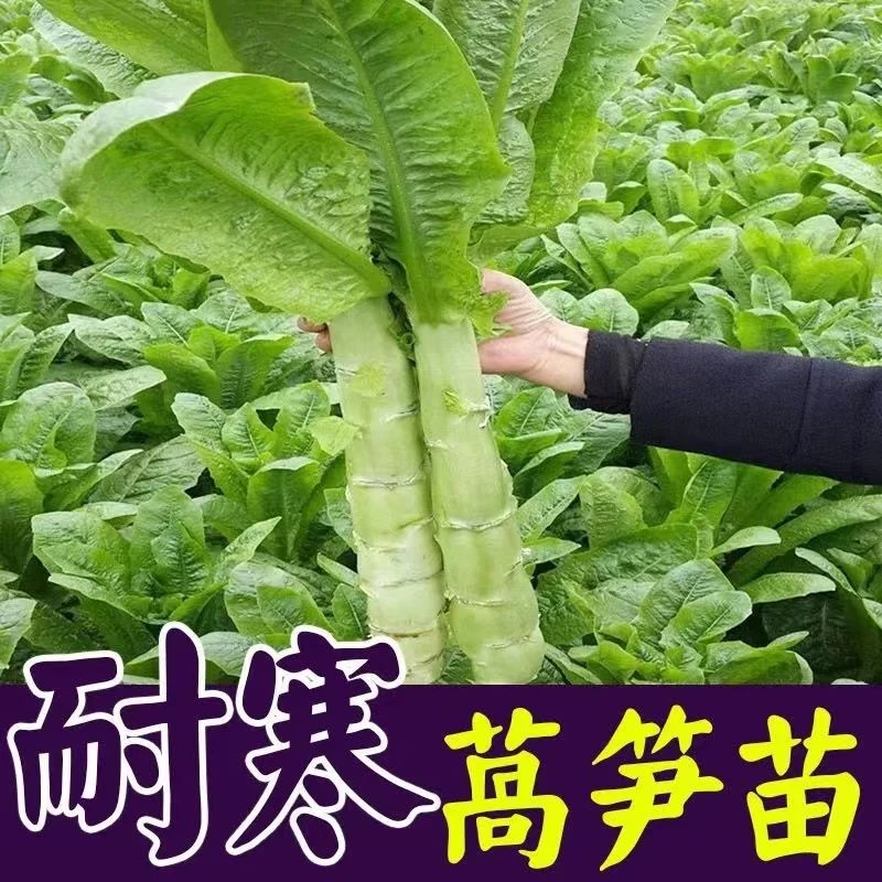 秋冬耐寒蔬菜苗莴笋大白菜芹菜甘蓝花菜西蓝花红菜苔秧苗阳台庭院