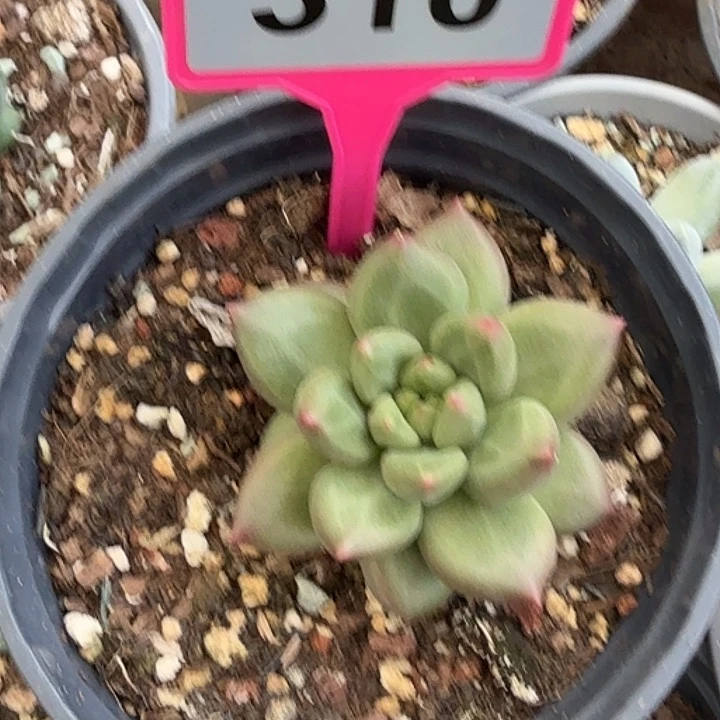 米其林一物一拍310