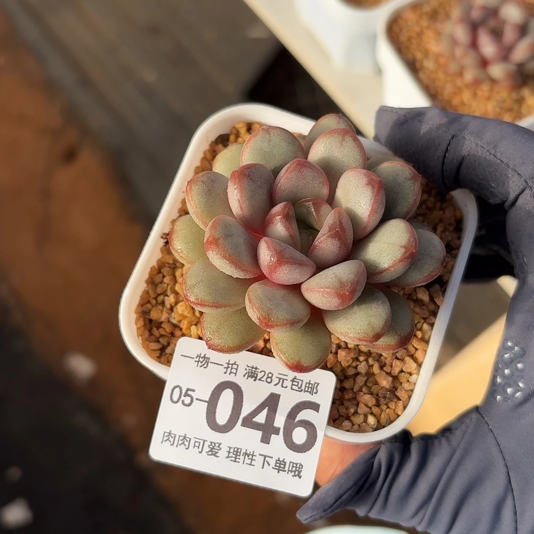 葡萄无盆土发货无