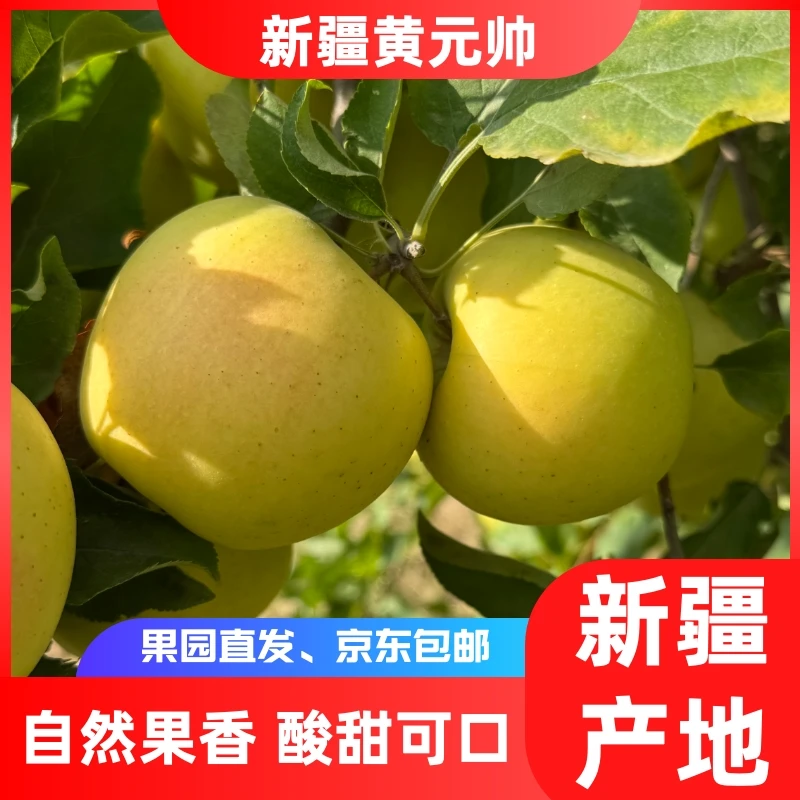 【京东发货】新疆伊犁黄元帅金冠苹果到手5斤12个应季水果京东