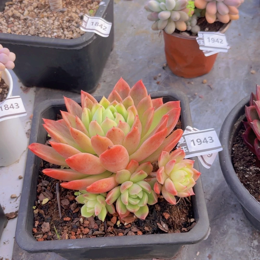 东云多肉植物1943