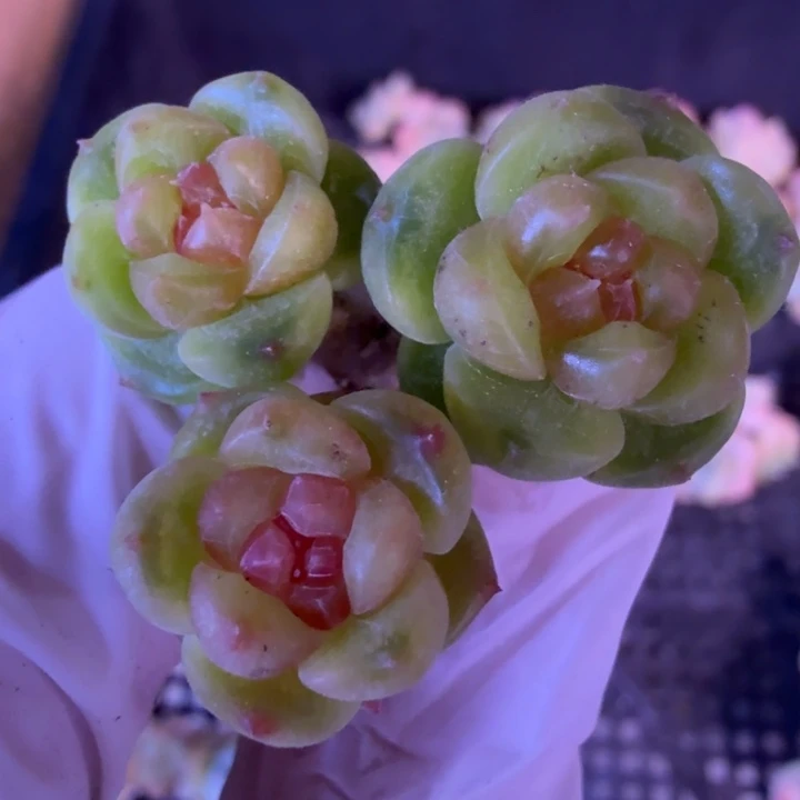绿透甜心一物一拍