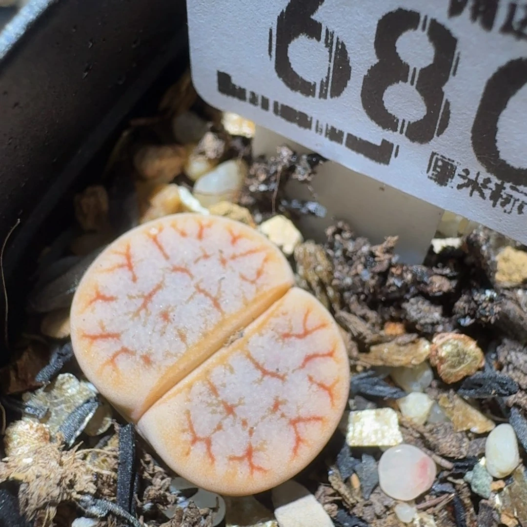 zzzzz生石花肉锥680