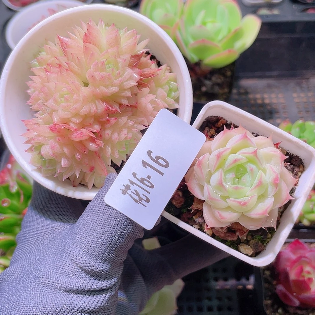 花利美16-16麦秆群＋美瞳