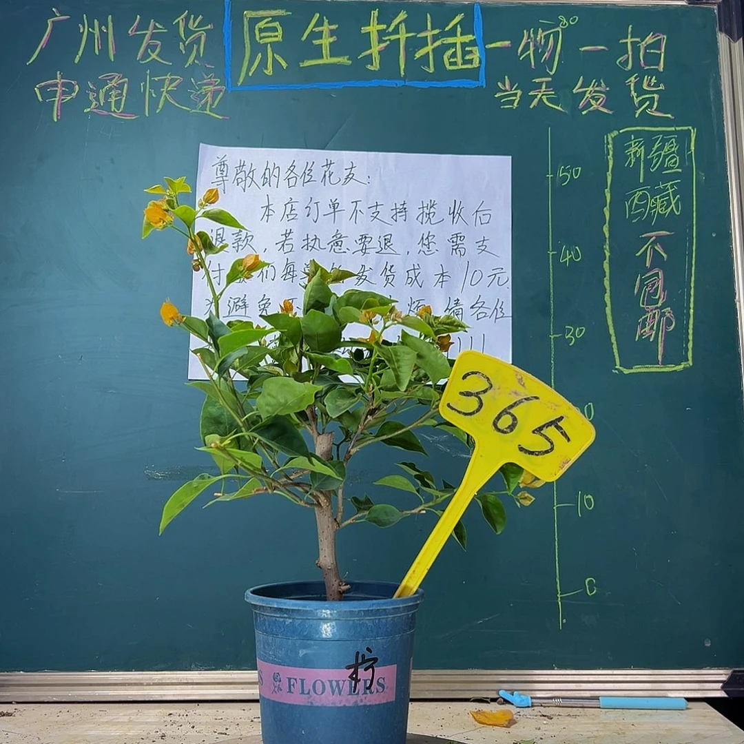 当前无花栽培后可以开花  柠檬黄  365