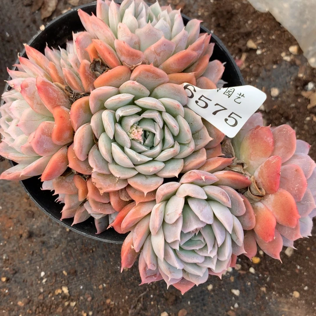 6575杂交多肉植物