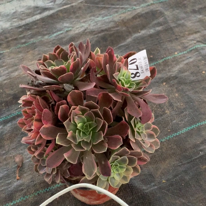 078金丝雀绣球西棚