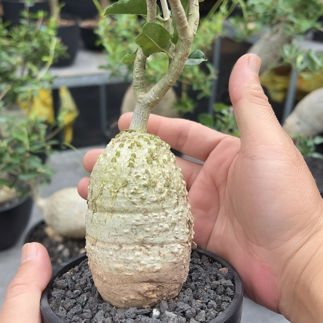 火星人666666688888