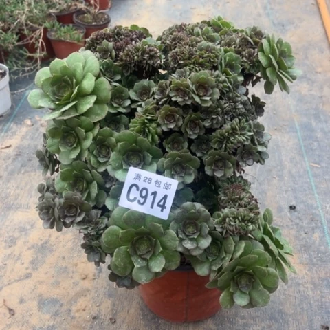 914万圣节缀有疤不包断枝