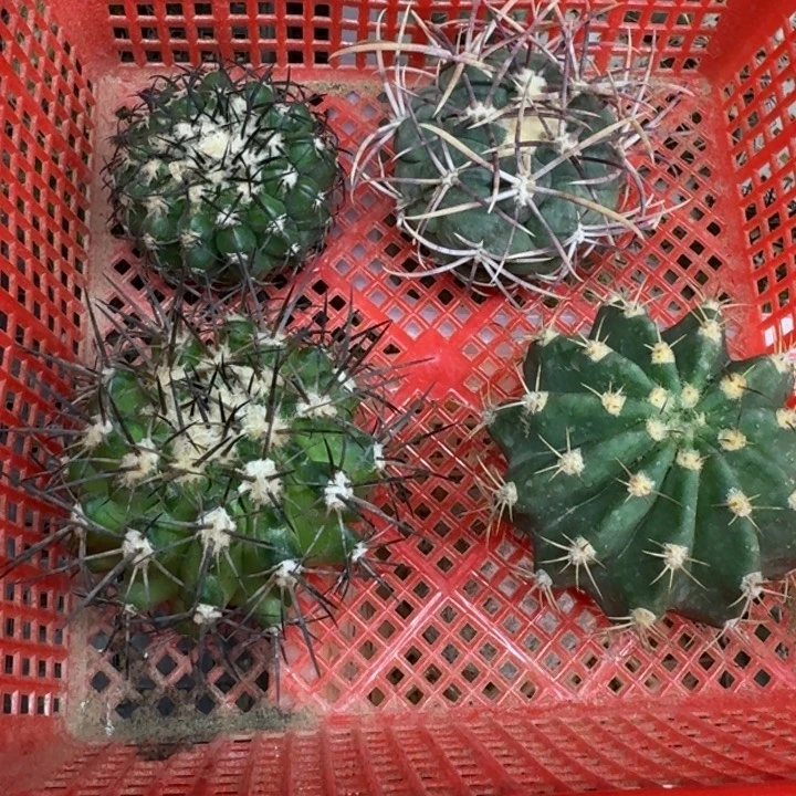 框拍福利6，不退不换