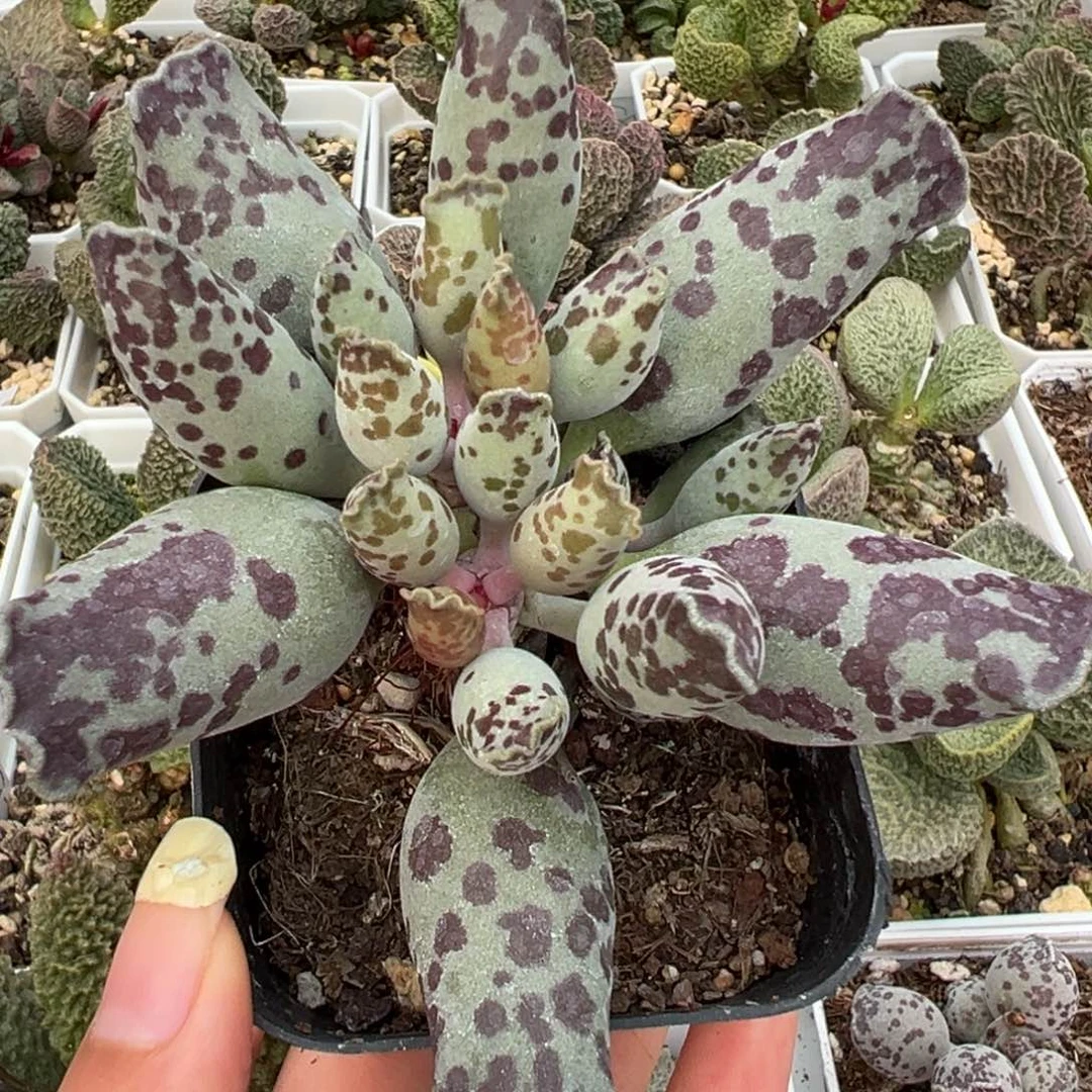 懒***n奶牛斑海豹多肉植物水泡