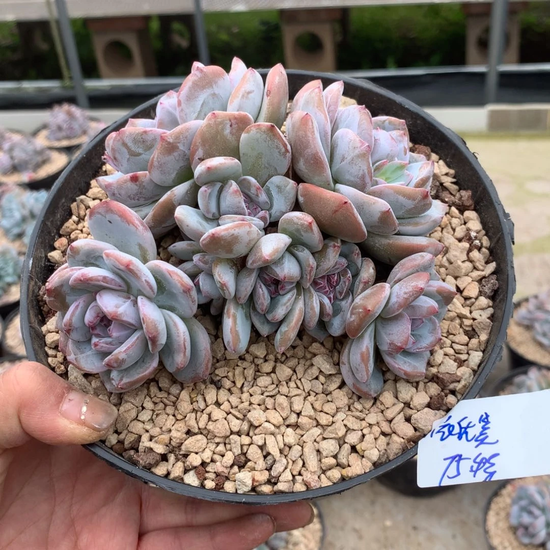 无花朵依优美花花花花花花花花花
