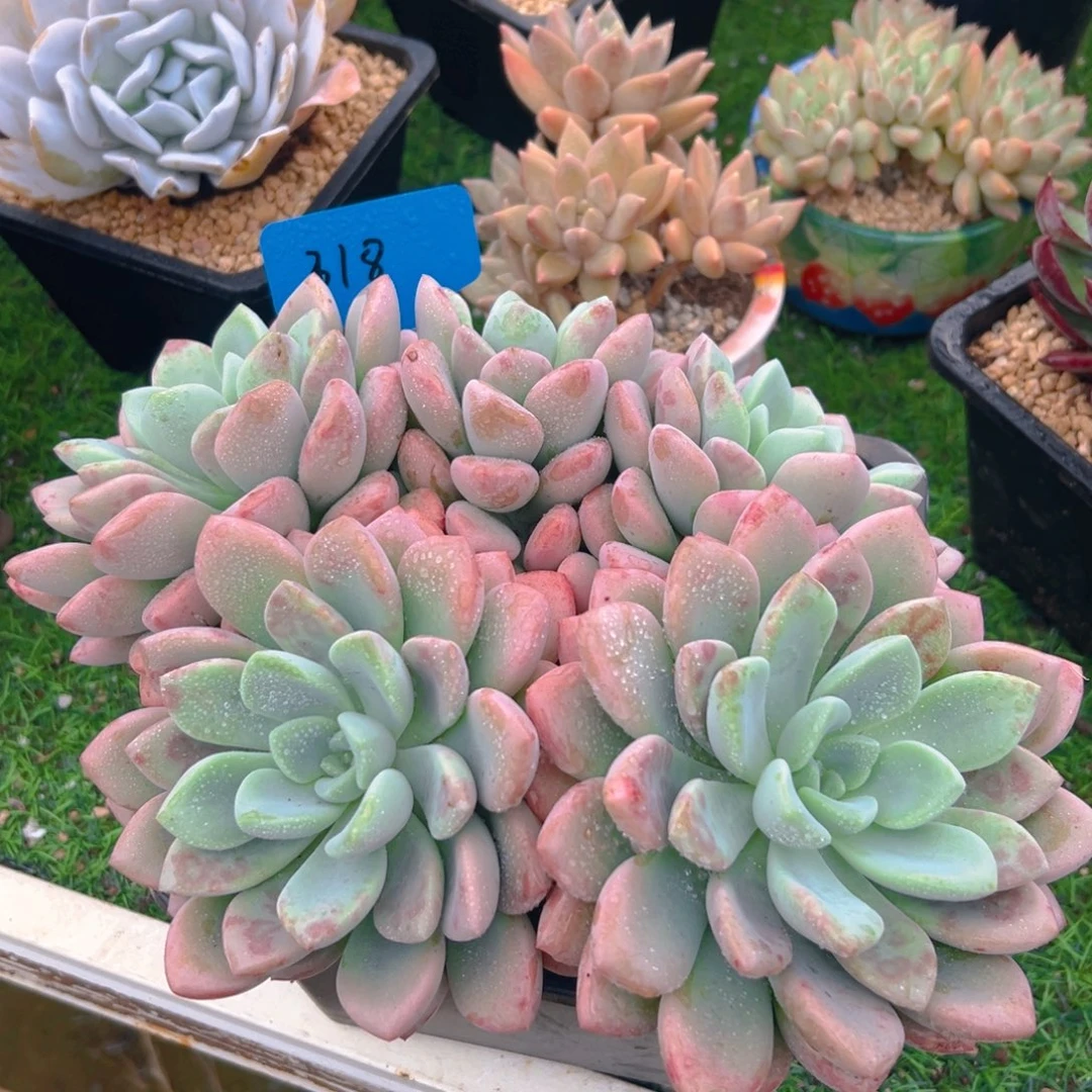 花瓣鹿318号一物一拍