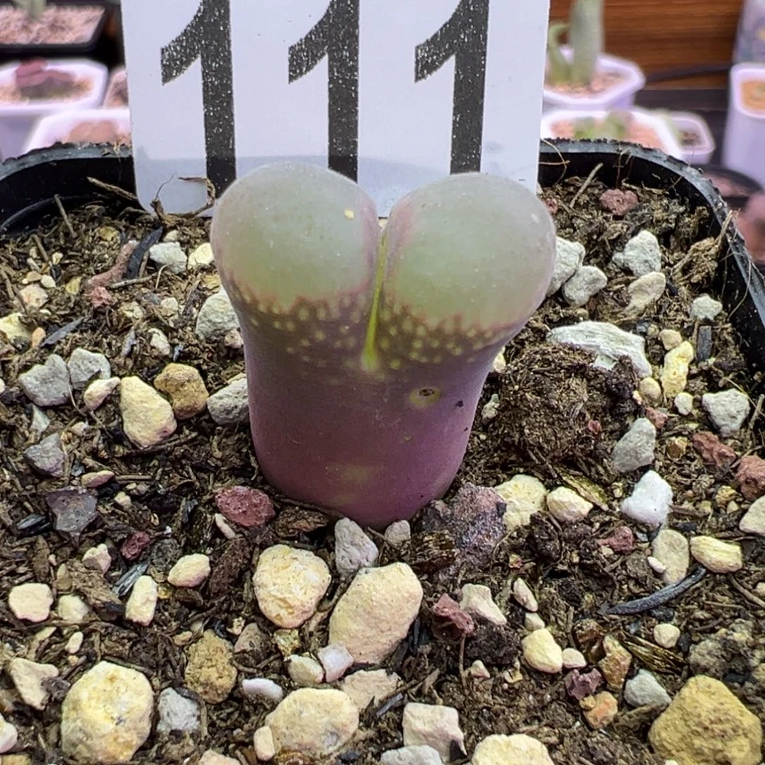 111号尺寸1.8。。。。