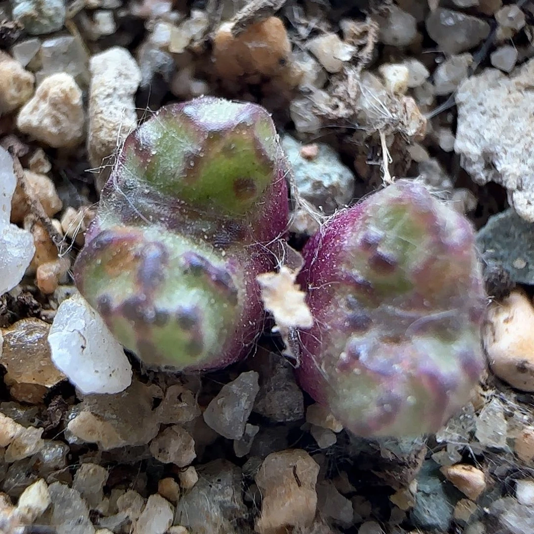 开播福利来啦40276