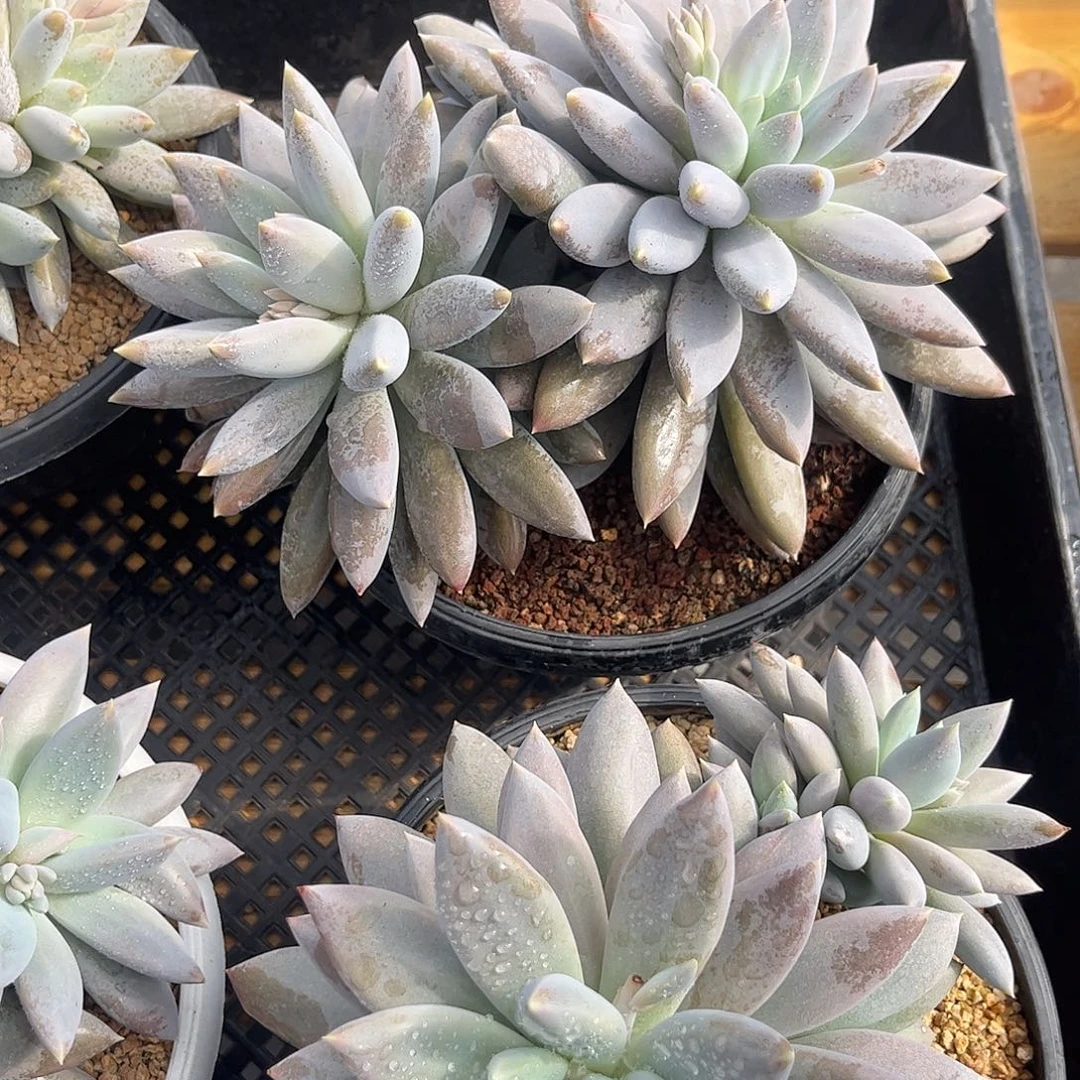 哥特。      多肉。