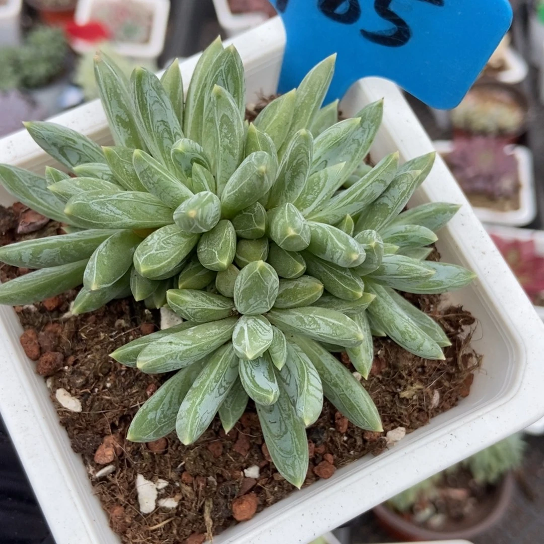 785炫彩星多肉植物