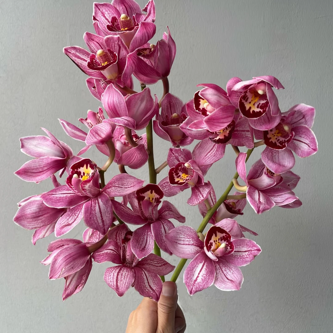 大花蕙兰粉色一支一份(自取)
