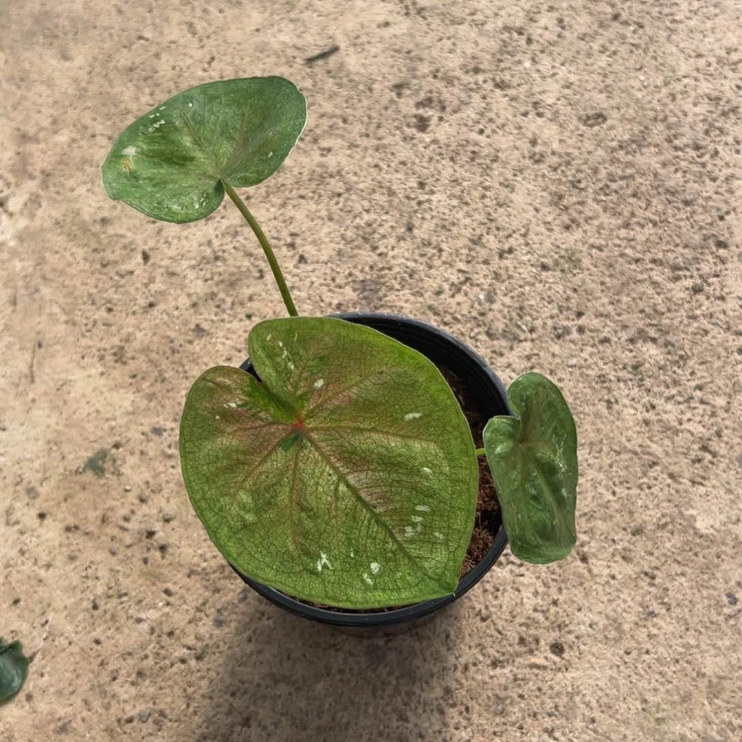 无花朵海王无售后