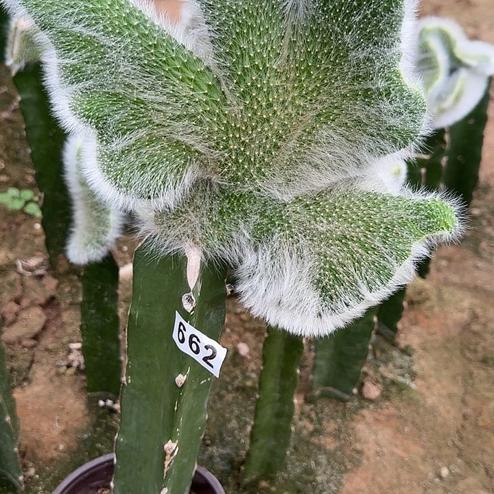 无花朵嫁接九尾狐缀662