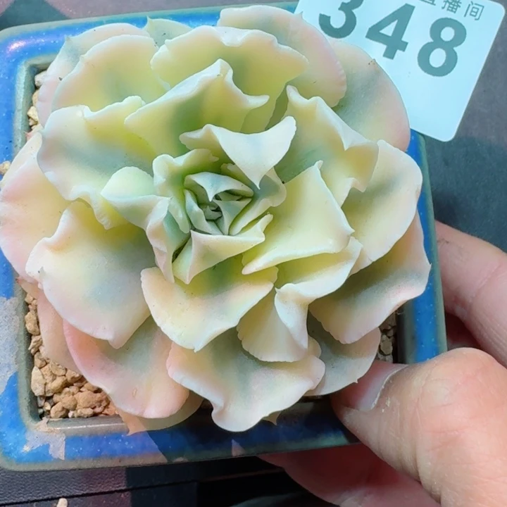 锦         精控精养多肉植物