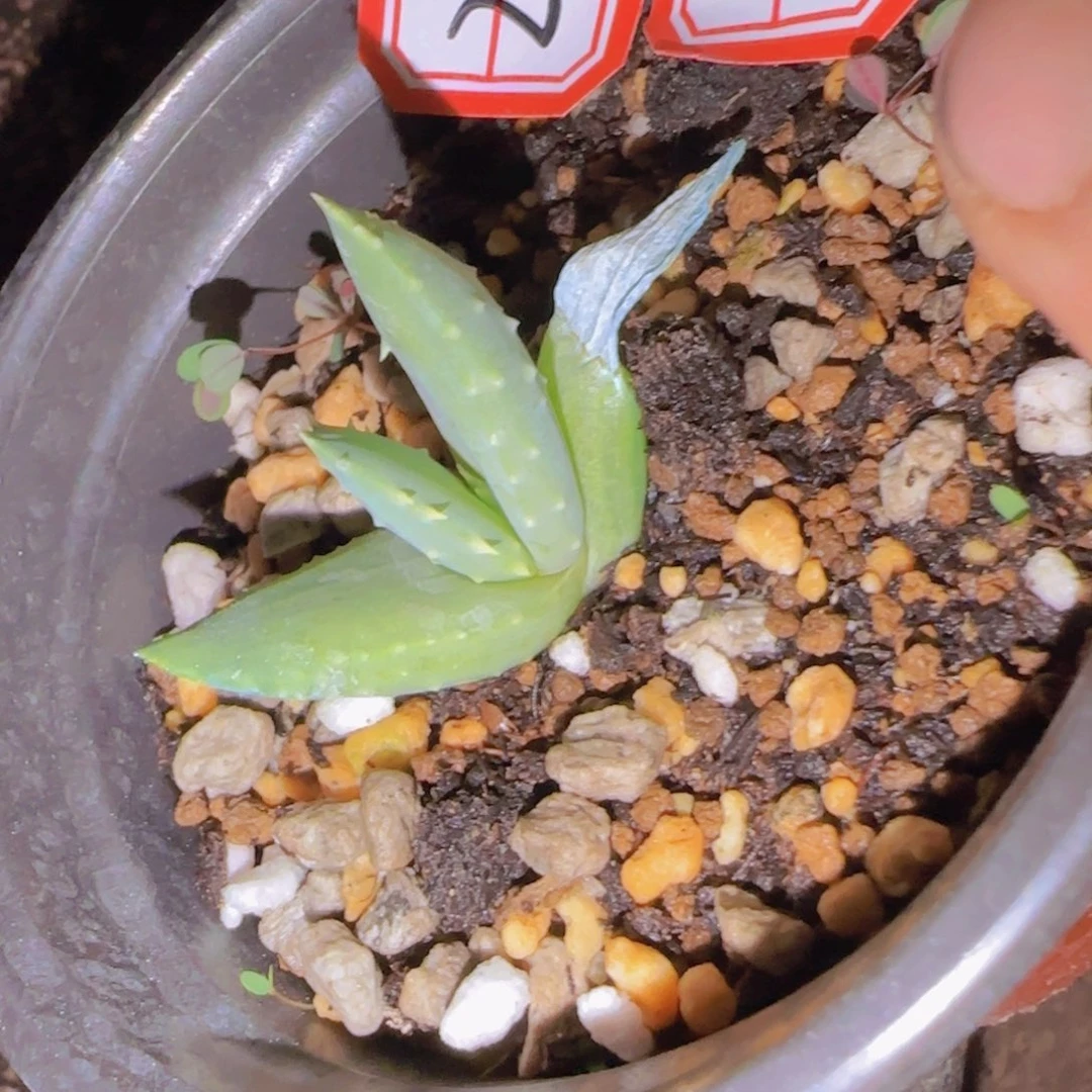 块根植物块根植物