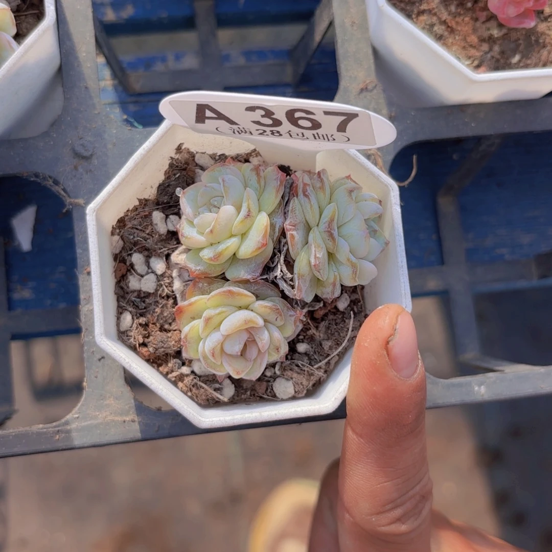 A367方糖一物一拍