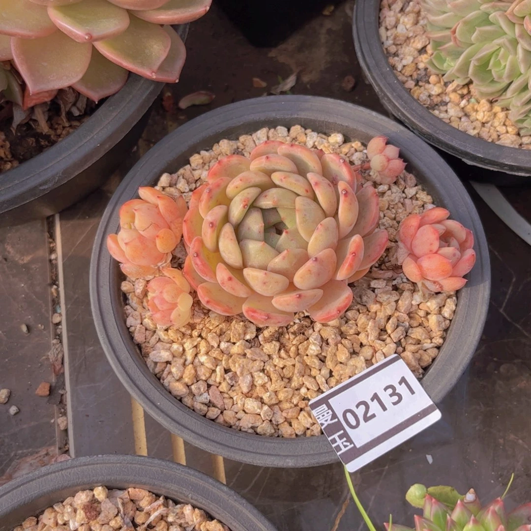 杂多肉植物哦02131