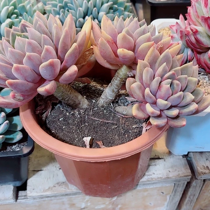 黄金象牙老桩三头精品多肉