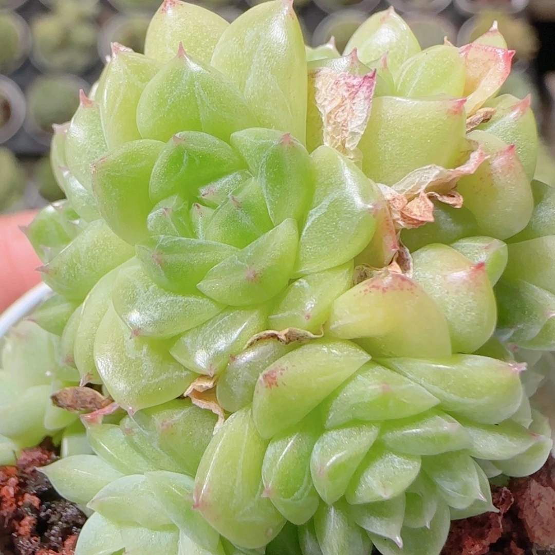 花语逸镜1029-18散