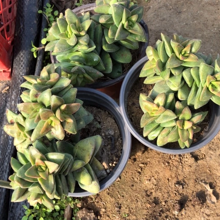 多肉植物神童三盆