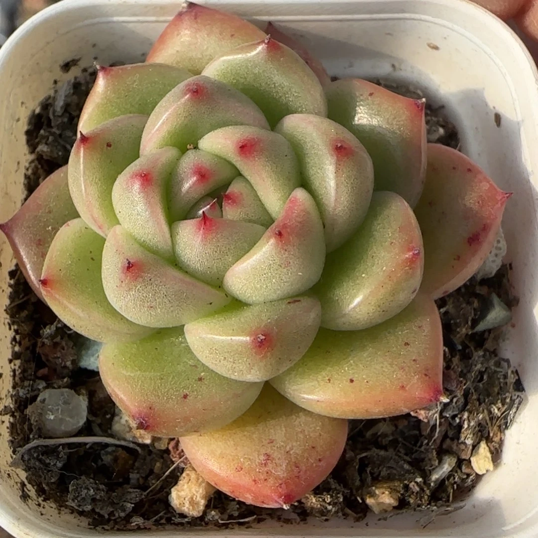 小卡拉米糖心一物一拍