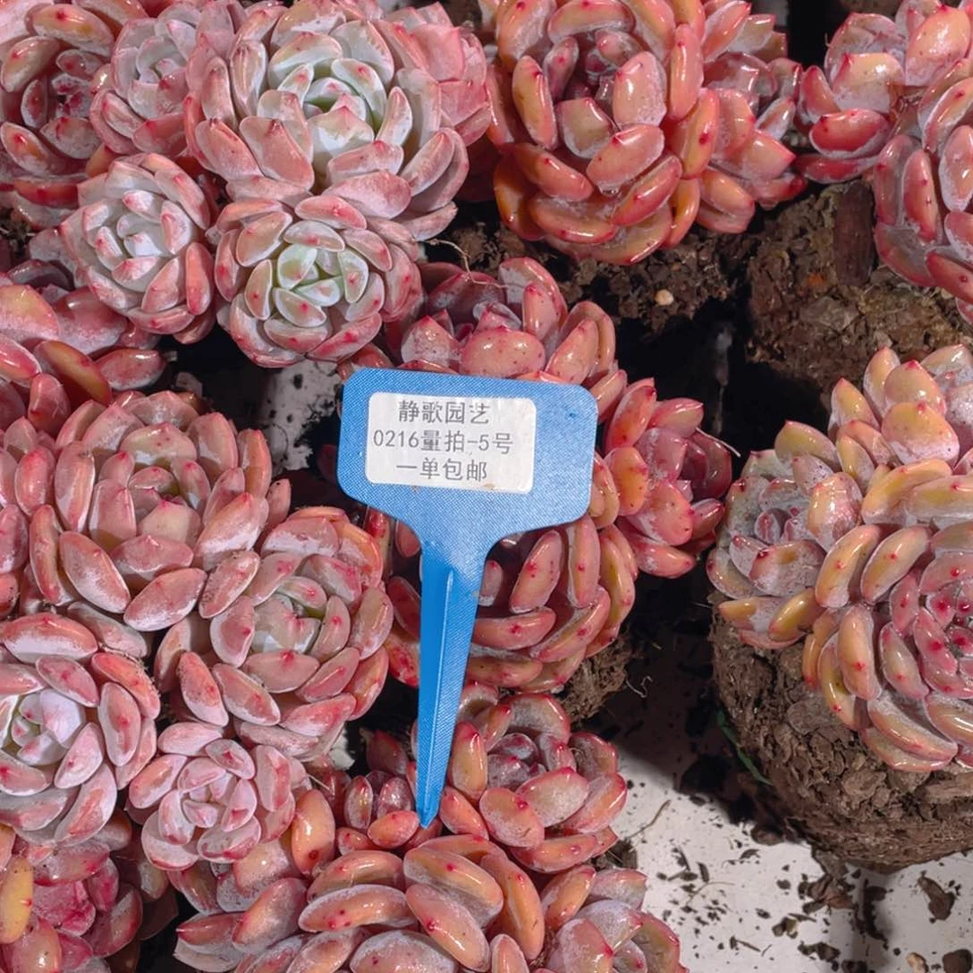 0216-5-韩版梦露超大福利一颗