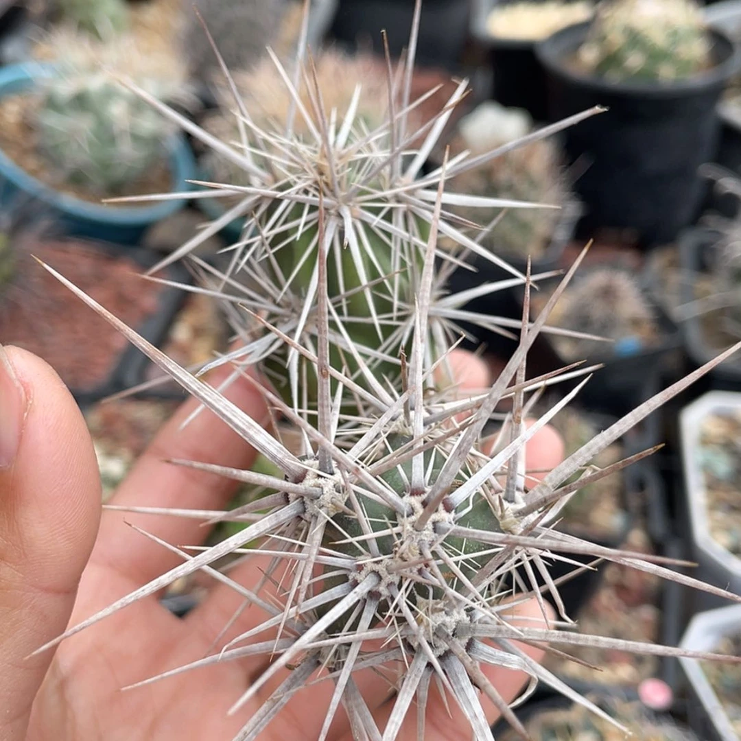 【闪购商品】武者团扇才落地6666