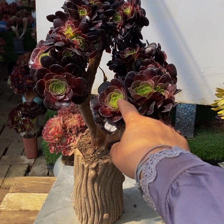 欧紫缀化多肉1颗多肉