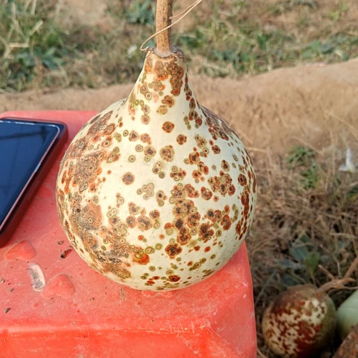 葫芦葫芦葫芦葫芦葫芦葫芦