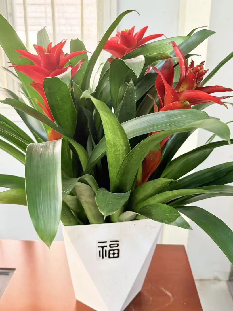 室内好养的鸿运当头凤梨花卉绿植盆栽带红花