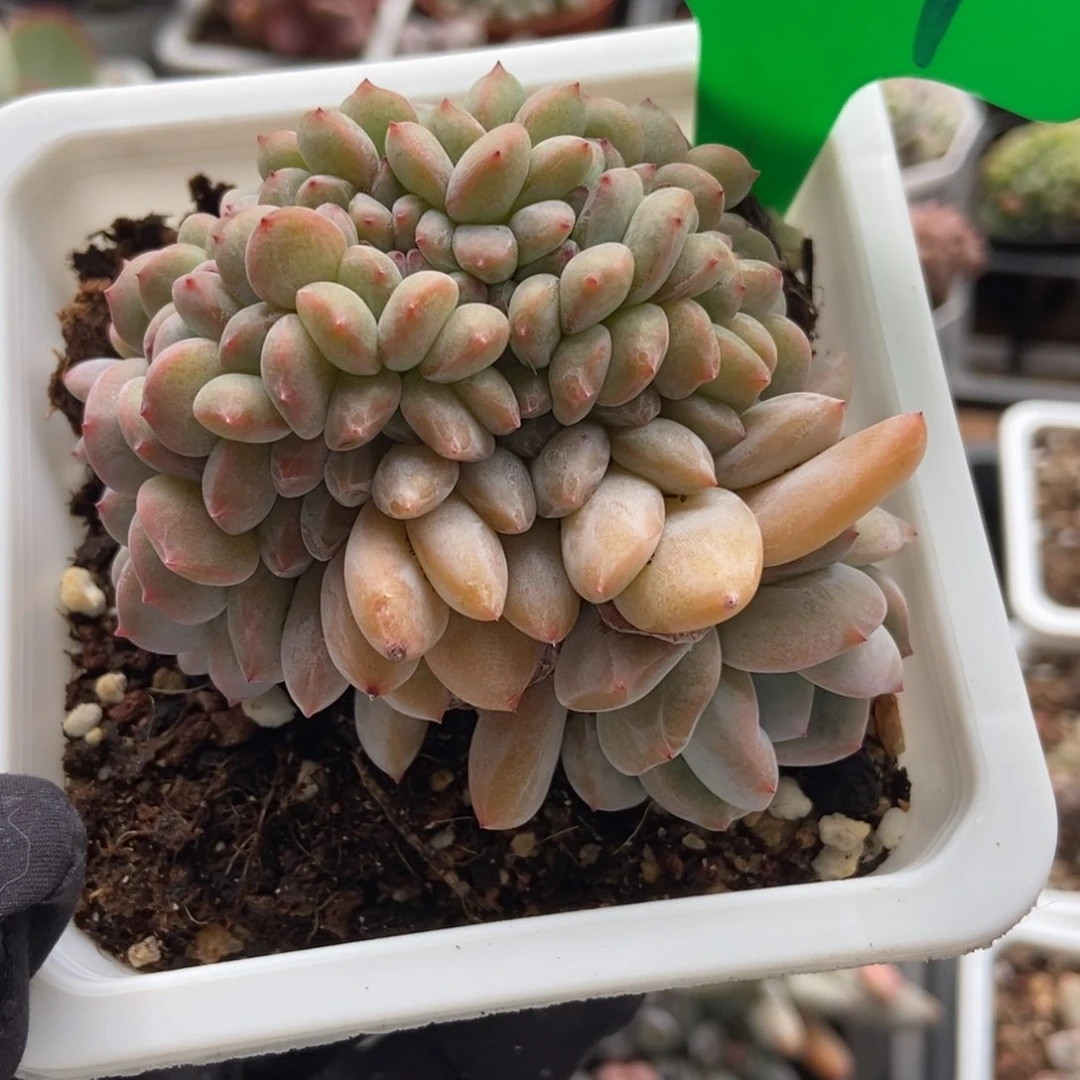 989石榴籽缀多肉植物