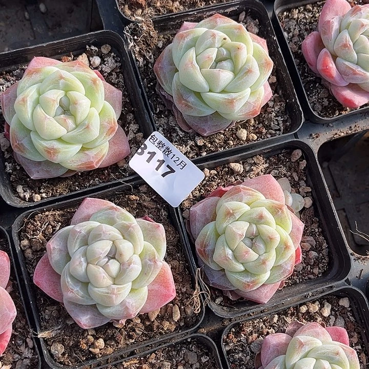 阿雅园艺。      3117冰玉四颗