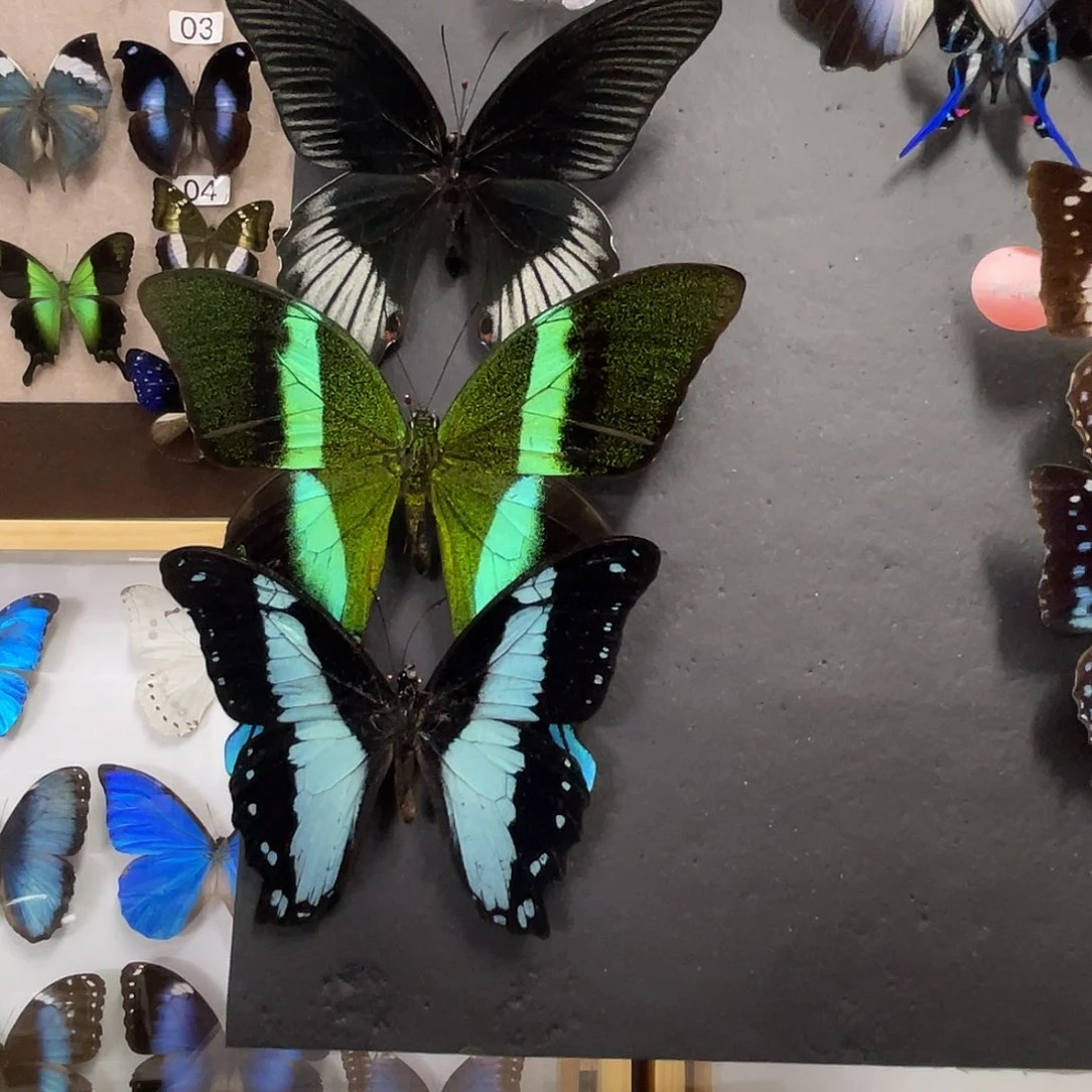 皇***到有机玻璃蝴蝶标本