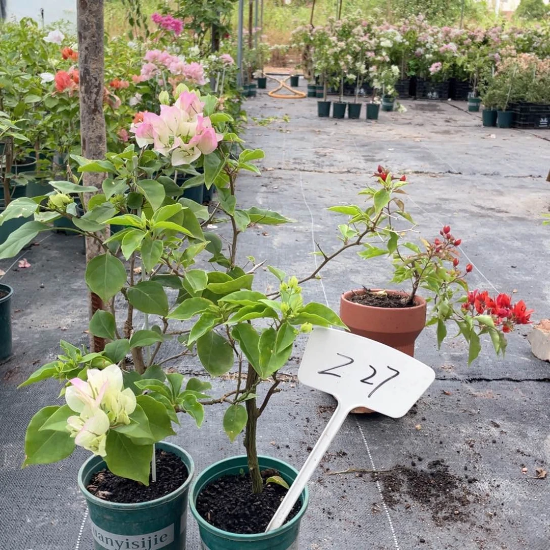 千***）大量花朵（建议范围：8朵-15朵 或40%以上）绿樱+红樱Z27