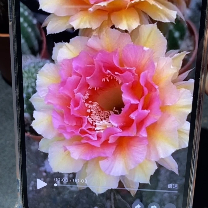 香香42号侧芽3-3.5公分左右