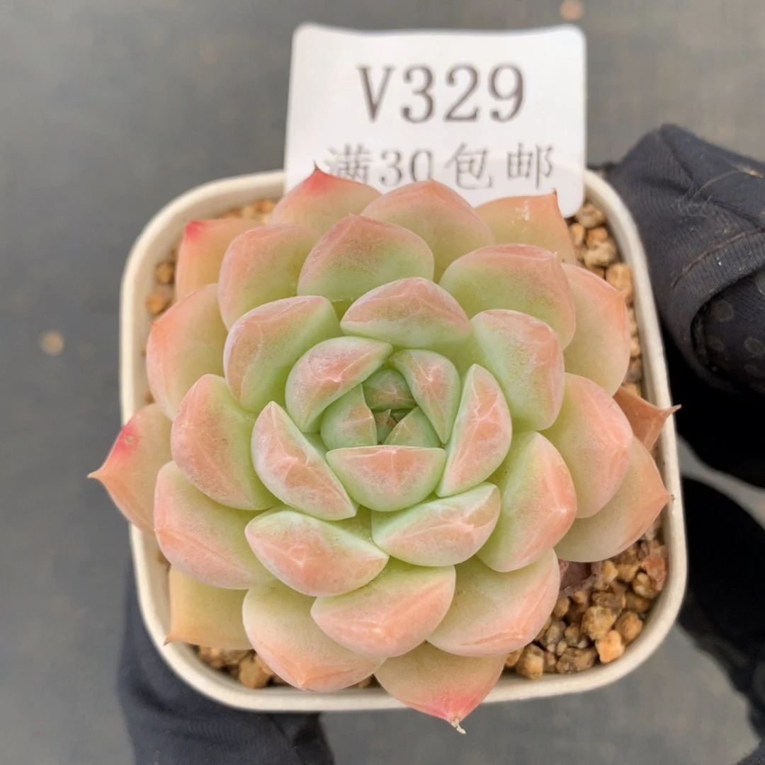 329。白桃汽水5cm多肉。